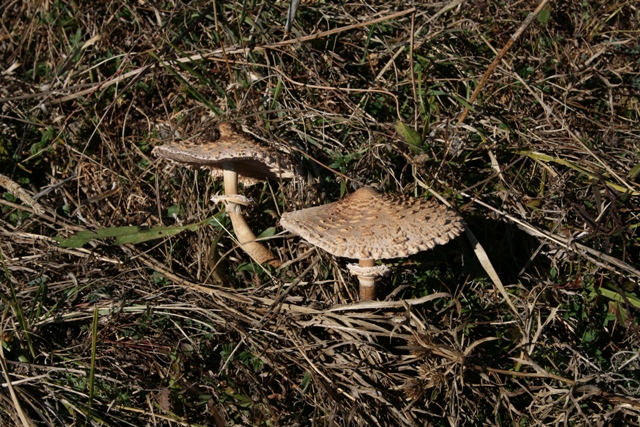 Macrolepiota procera